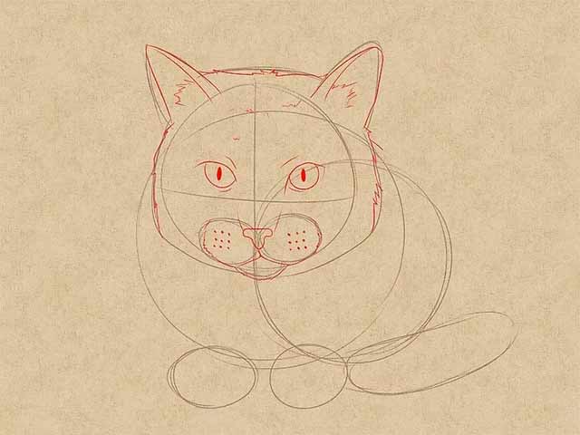 Как нарисовать лежачую кошку спереди - Детализируйте лицо кошки.