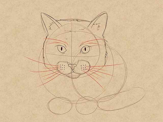 Как нарисовать лежачую кошку спереди - Детализируйте лицо кошки.