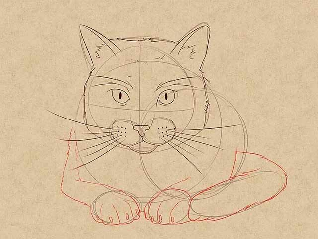 Как нарисовать лежачую кошку спереди - Нарисуйте лапы кошки, хвост и когти.
