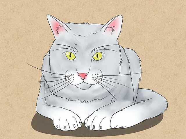 Как нарисовать лежачую кошку спереди - Сотрите ненужные линии и раскрасьте рисунок!