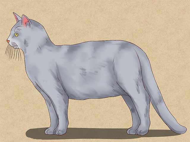 Как нарисовать кошку - Раскрасьте нарисованную кошку.