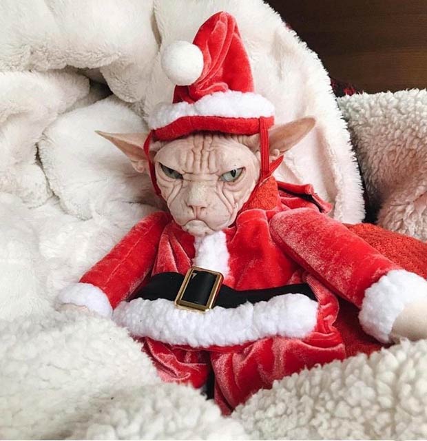 funny picture of hairless angry cat in Santa suit