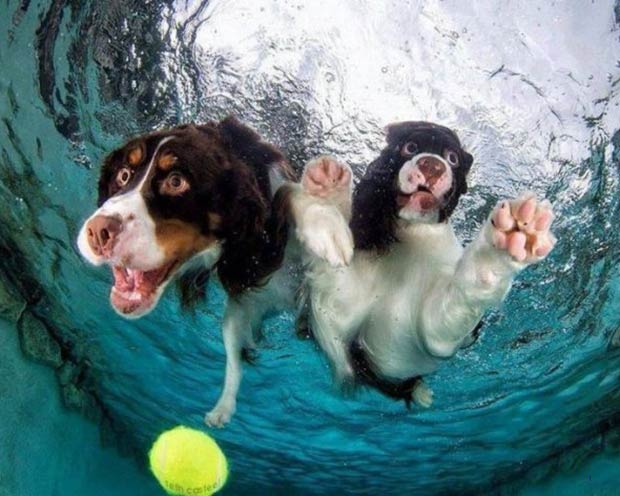 funny picture of dogs under water