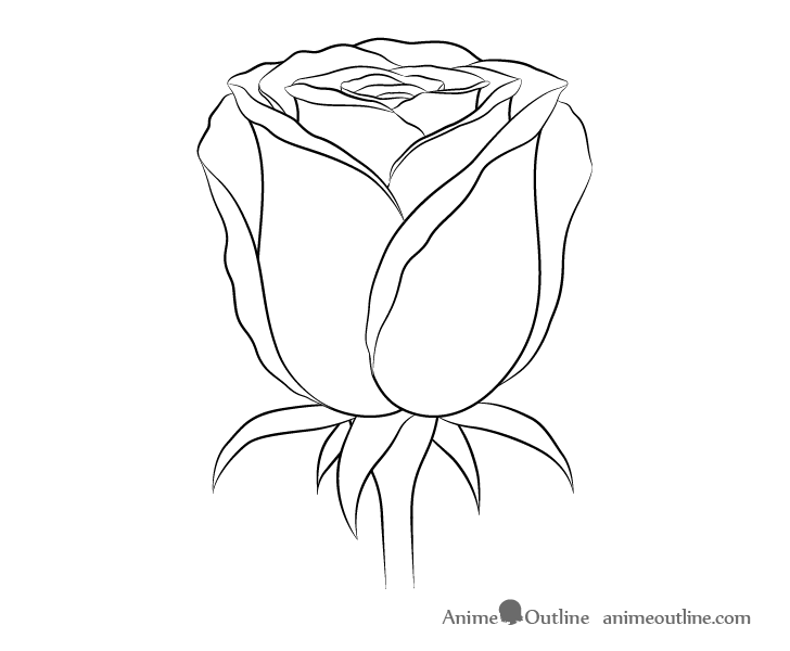 Rose flower line drawing