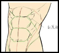 Drawing the Chest and Abs