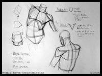 Instructional Demo Chest / Torso Reference Images