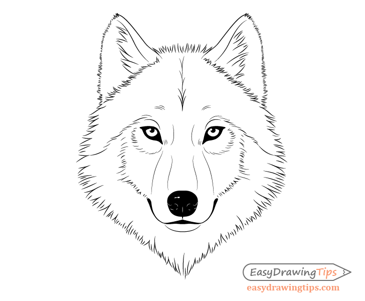 Wolf face line drawing