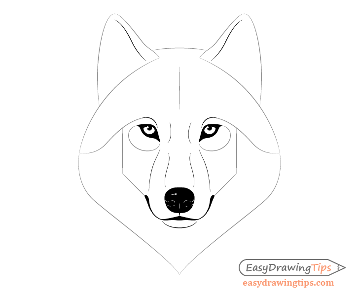 Wolf facial features drawing