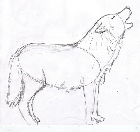 wolf-drawing5