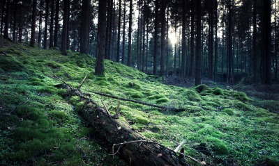 лес мох зелень мрак