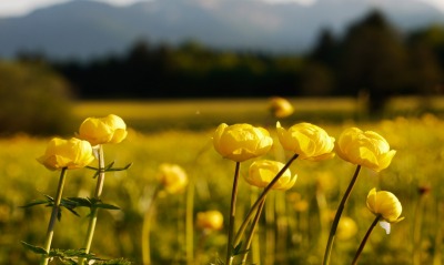 лютики цветы желтые поле