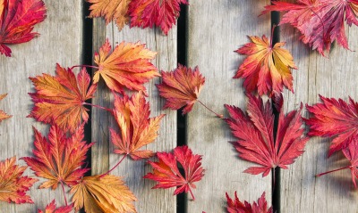 листья осенние листья бордовые доски