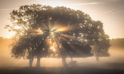 теман дерево лучи солнечные лучи