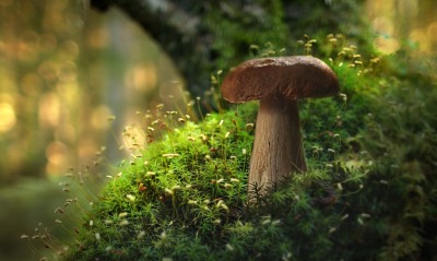гриб мох крупный план лес