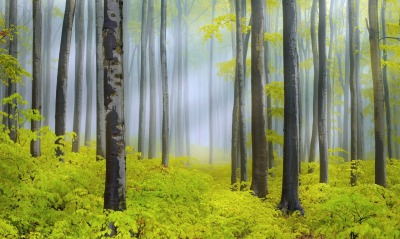 лес кустарник желтый деревья
