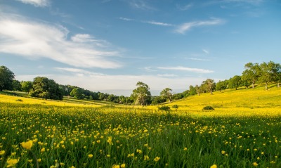 поле луг одуванчики желтый