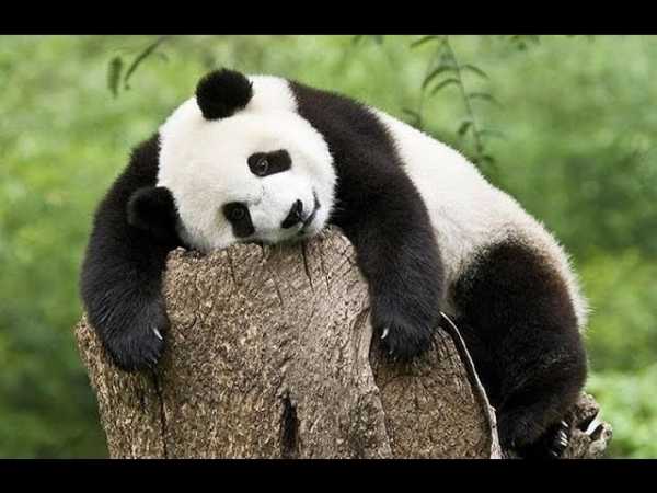 Панда фото животного