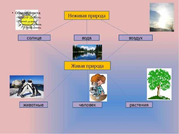 Картинки объекты живой и неживой природы