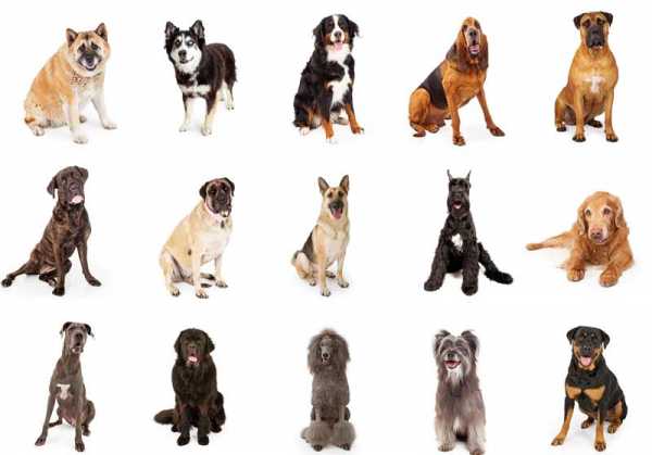 Картинка много собак разных пород