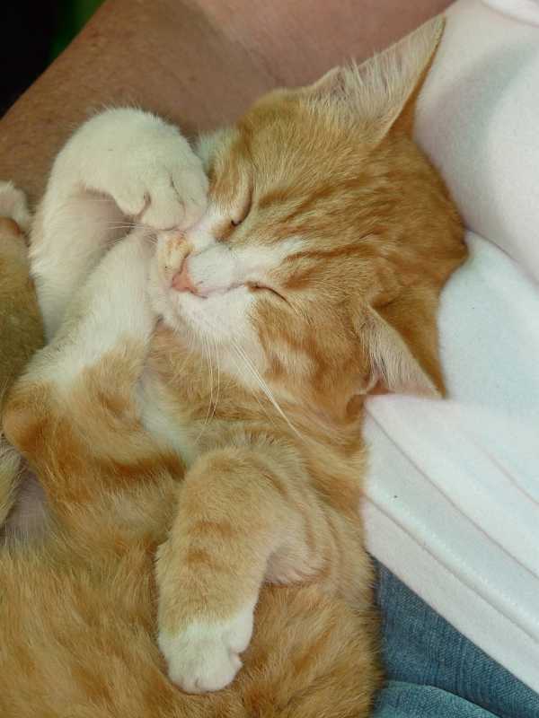 Фото спящих ленивых котов