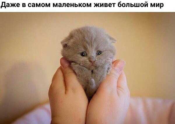 Беззубые коты фото