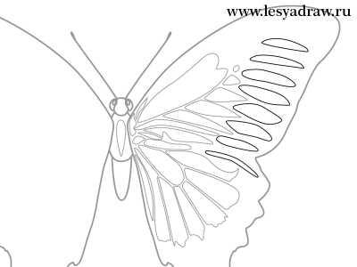 Схема рисования бабочки