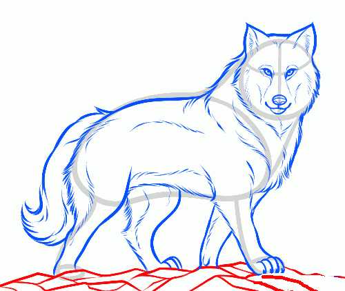 Рисуем морду волка