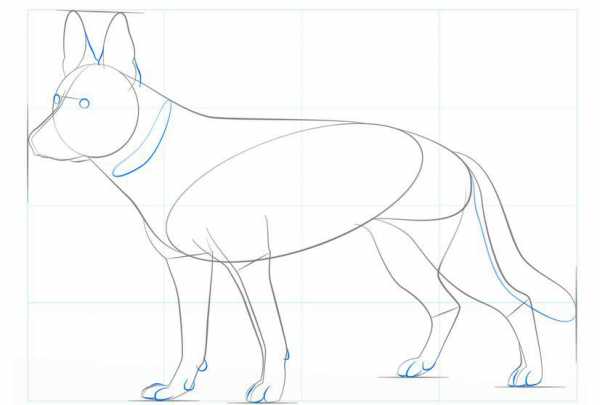 Как нарисовать немецкую овчарку карандашом поэтапно