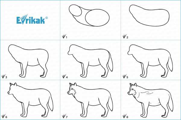 Как нарисовать волка легко поэтапно