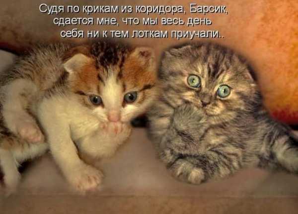 Картинка жалобного котенка