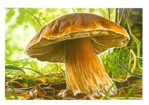 Лисички грибы картинка для детей