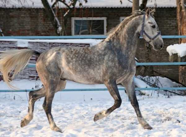 Кони в яблоках картинки