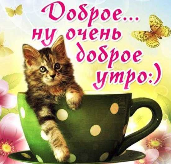 Доброе утро картинки с котом и кофе