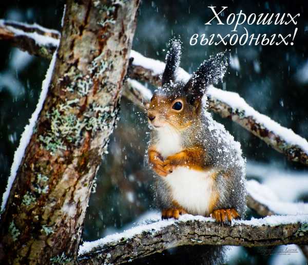 Ветрено сегодня картинки прикольные