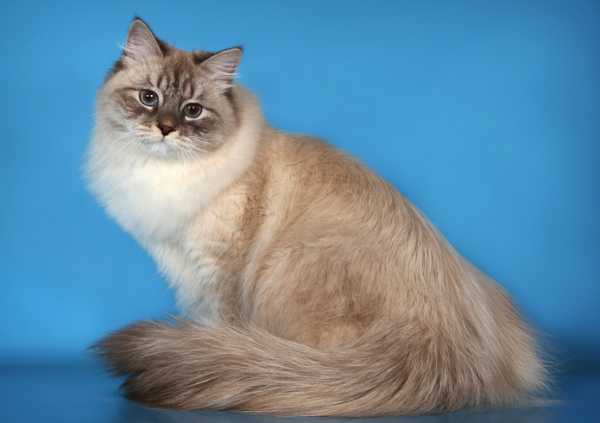 сиамская кошка с пушистым хвостом