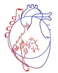 Как нарисовать анатомическое сердце поэтапно