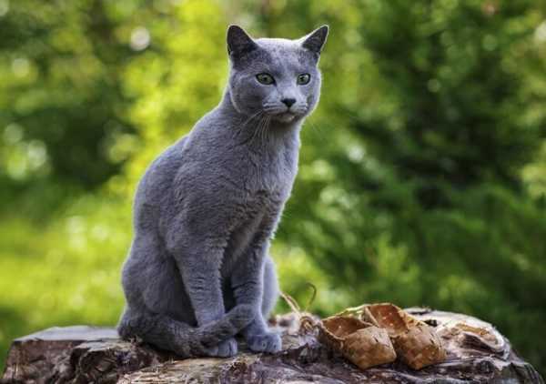 русская голубая кошка сколько стоит