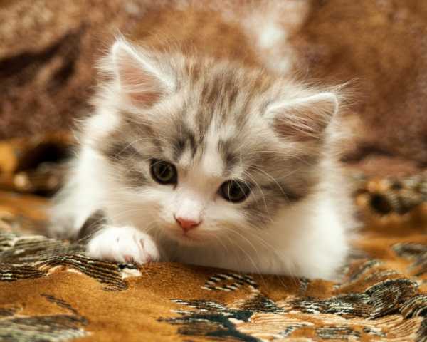 Котята фото милашки маленькие красивые картинки пушистые