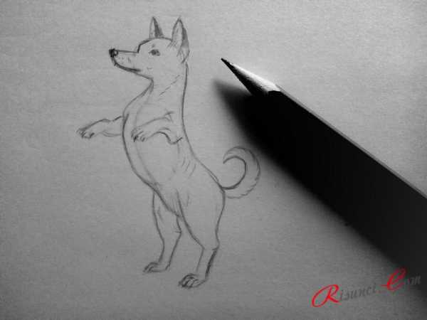 Как нарисовать собачью лапу