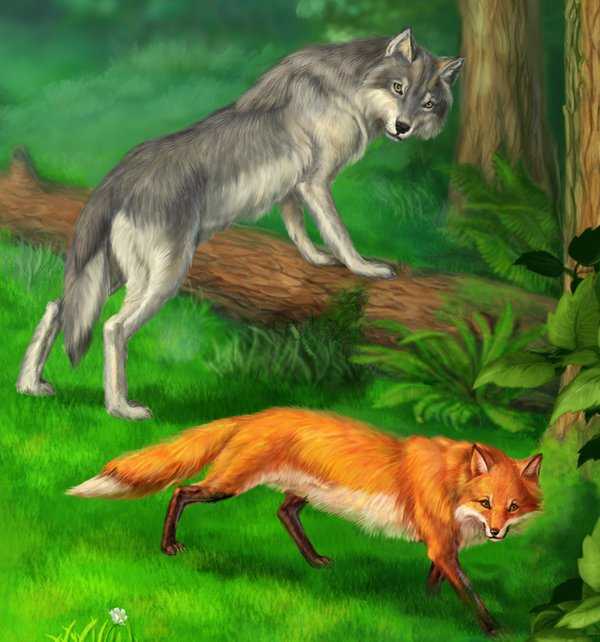 Волк и лиса фото в реальной жизни