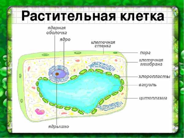 Проект строение клетки 5 класс биология